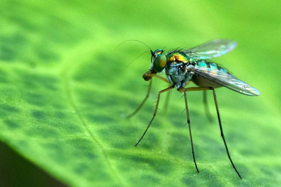 Close-up photograph of a small flying insect, specifically a parasitic wasp, perched on a vibrant green leaf. The wasp has a slender black and yellow body, clear iridescent wings, and long, thin black legs. Its antennae are extended forward, and it appears to be holding a tiny prey or insect in its mandibles. The leaf's surface displays visible veins and a smooth texture, with a softly blurred background emphasizing the insect's detailed features. The scene is illuminated by natural light, highlighting the delicate wings and metallic sheen of the insect’s body, illustrating a typical scene during house removals or packing and moving processes where insects may be encountered in property environments. The presence of the leaf and insect subtly supports content related to home relocation, pest management, or environmental considerations during moving services, as seen in the context of avoiding fines on loading permits on Upper Richmond Road, EAST SHEEN, as provided by Man with Van East Sheen.