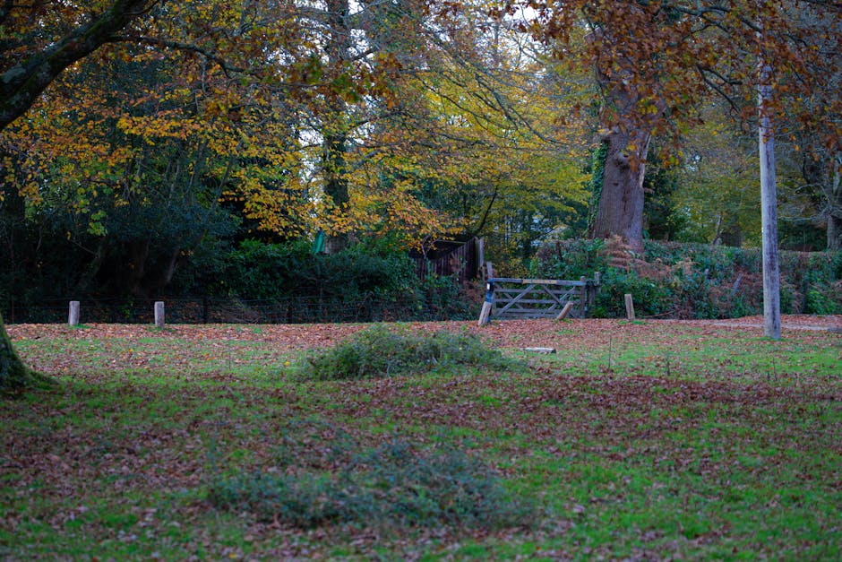 A daytime outdoor scene of a park or garden area with a grassy lawn covered in fallen autumn leaves, surrounded by large trees with yellow and orange foliage. In the background, a wooden gate and fencing are visible, leading to an enclosed space or pathway, with a tall utility pole to the right. The area appears quiet and natural, typical of a residential or public green space near East Sheen. This environment may serve as a staging or access point during home relocation or furniture transport activities, as coordinated by services like Man with Van East Sheen, who handle removals and moving logistics.